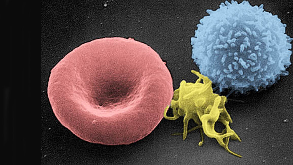 Gesundheitspolitik DVTA-Vorstand