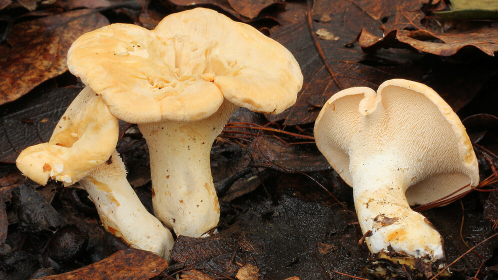 Semmelstoppelpilz_Hydnum_repandum_Alan_Rockefeller_CC_BY_SA_3_0_wikimedia.jpg Semmelstoppelpilz