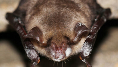 Mit_dem_Pilz_Pseudogymnoascus_destructans_infizierte_Fledermausart_Myotis_myotis_Foto_Sebastien_J_Puechmaille.jpg Pseudogymnoascus destructans