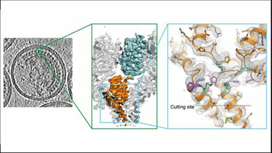 3D_Struktur_der_Schnittstelle_im_HI_Virus_Florian_Schur_EMBL_18072016.jpg 3D Struktur der Schnittstelle im HI-Virus