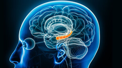 Gehirn_und_COVID_19.jpg Schematische Abbildung des Gehirns mit Hervorhebung der Region des Hippocampus