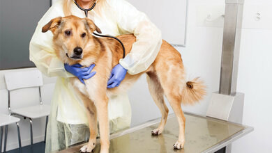 Hunde_helfen_bei_Erforschung_von_Brustkrebs.jpg Hunde helfen bei der Erforschung von Brustkrebs