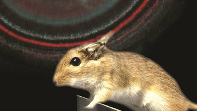 Taube_Maeuse_koennen_mit_optischem_Cochlea_Implantat_wieder_hoeren_Grafik_copyright_umg.jpg Taube Mäuse können mit optischem Cochlea Implantat wieder hören.