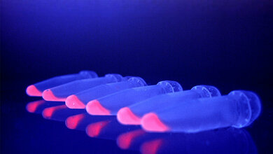 Komplex_zwischen_Virus_Protein_und_Bakterien_Farbstoff_AG_Frankenberg_Dinkel.jpg Virus-Protein und Bakterien-Farbstoff