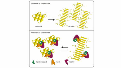 chaperone_Annika_Scior_FMP.jpg Chorea Huntington