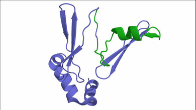 ghrelin_gemeinfrei_wikimedia_11082016.jpg Ghrelin