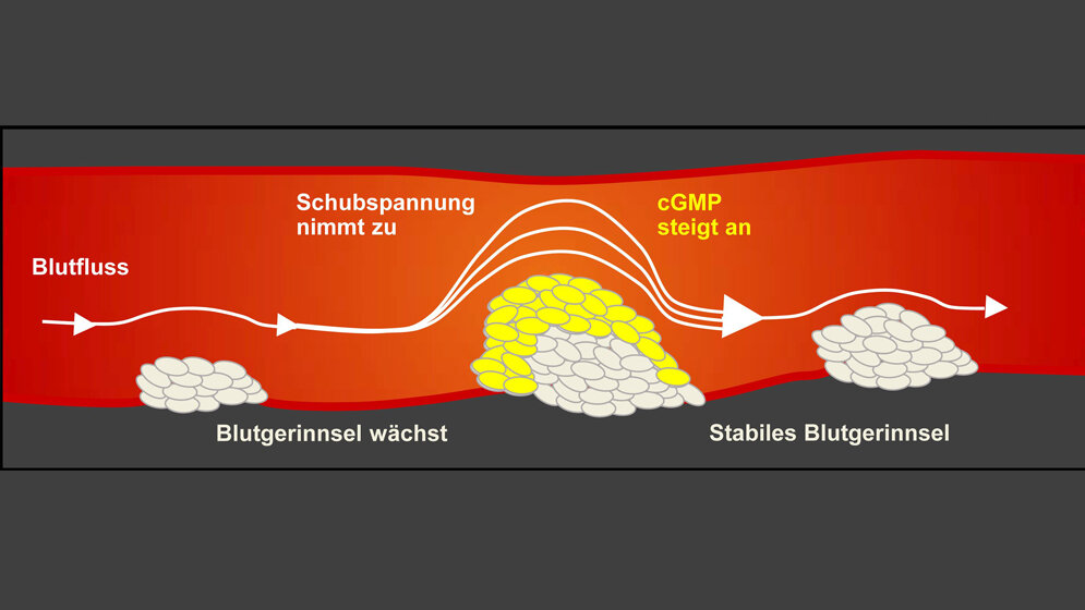 Erhoehte_Schubspannung_loest_einen_Mechanismus_aus_Susanne_Feil.jpg erhöhte Schubspannung