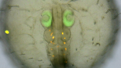 Medaka_Embryo_Gutierrez_Triana_Tavhelidse_Thumberger_et_al_2018_figure_three_subject_to_CC_BY_4_0_license.jpg Medaka-Embryo