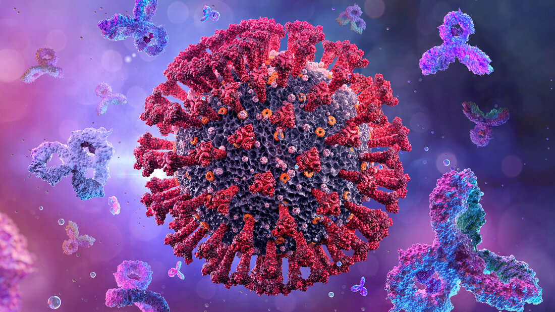 SARS_CoV_2_Antikoerper_Von_Corona_Borealis_Adobe.jpg Antikörper nach SARS-CoV-2-Infektion