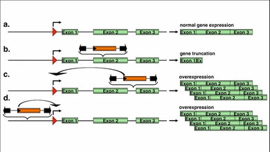 Vektorintegration_in_nahe_eines_Gens_PEI_02032016.jpg Vektorintegration in oder nahe eines Gens