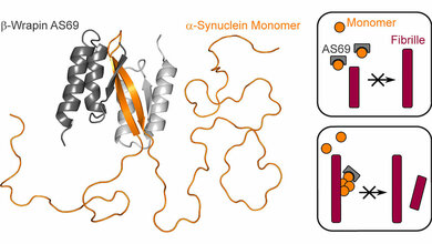 Aggregationshemmer_Beta_Wrapin_AS69_HHU_Wolfgang_Hoyer.jpg Aggregationshemmer Beta-Wrapin AS69