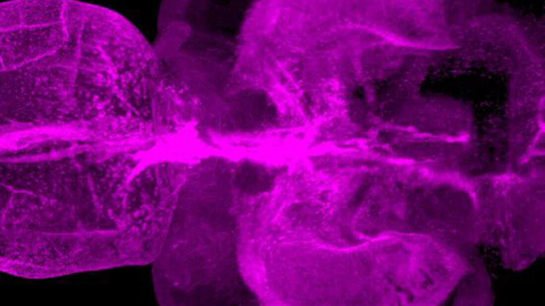 Regeneration_Hirngewebe.jpg Regeneration des Gehirns verbessern, Schlüsselfaktoren im Zebrafischmodell identifiziert