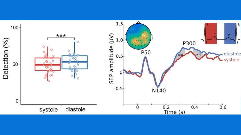 Linkes_Diagramm_systolische_Phase_rot_MPI_CBS_PNAS.jpg Systolische Phase und diastolische Phase
