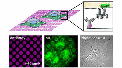 Kultivierte_Zellen_werden_auf_Glasplatten_ausgesaet_die_mit_einem_winzigen_Mikromuster_von_Antikoerpern_bedruckt_wurden_Jacobs_University.jpg Kultivierte Zellen werden auf Glasplatten ausgesät