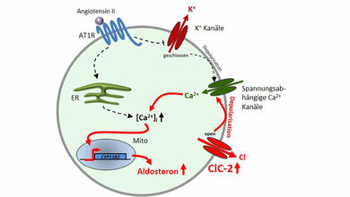 Mutation_im_Chloridkanal_ClC_2_als_Ursache_fuer_primaeren_Hyperaldosteronismus_PA_FMP.jpg Eine Mutation im Chloridkanal ClC-2 als Ursache für primären Hyperaldosteronismus (PA)