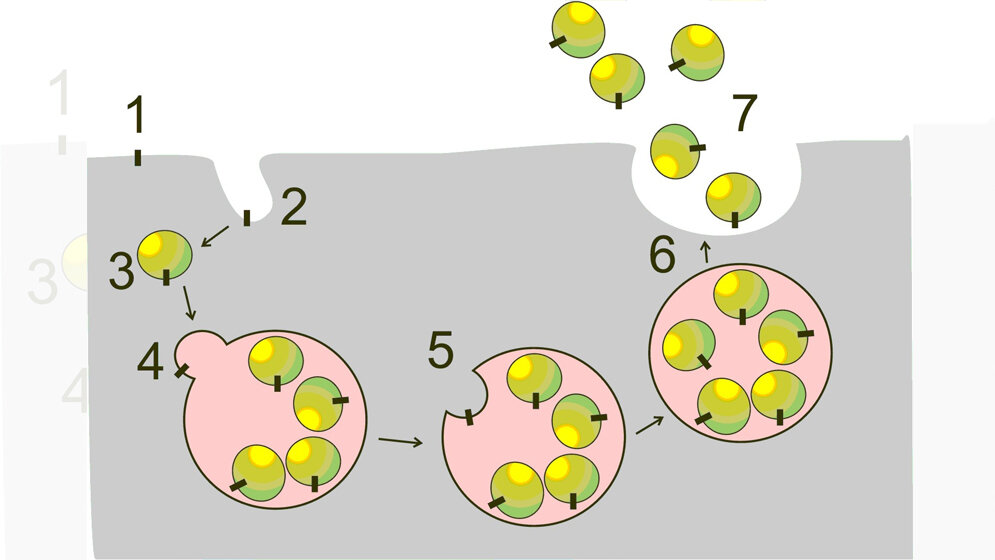 Zellulaere_Bildung_von_Exosomen_Von_miguelferig_eigenes_Werk_gemeinfrei.jpg Zelluläre Bildung von Exosomen