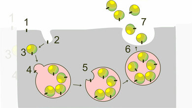 Zellulaere_Bildung_von_Exosomen_Von_miguelferig_eigenes_Werk_gemeinfrei.jpg Zelluläre Bildung von Exosomen