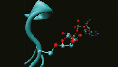 komplexe_Markierung_fuer_die_DNA_Reparatur_MPI_fuer_Biologie_des_Alterns.jpg Anheftung der ADP-Ribosylierung an die Aminosäure Serin