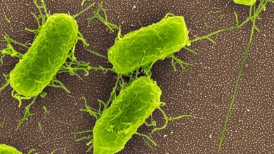 Bakterien_auf_Materialoberflaechen_im_Krankenhaus_C_Luedecke_S_Maenz_K_Jandt_FSU_08042016.jpg Bakterien