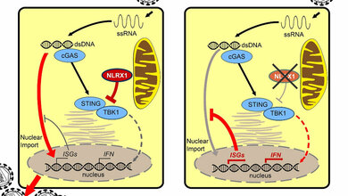 NLRX1_und_HIV_1_Infektion_Quelle_PEI_15042016.jpg NLRX1 und HIV-1-Infektion