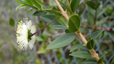 Myrte_CC_BY_2_0_Michael_Wunderli.jpg Myrte