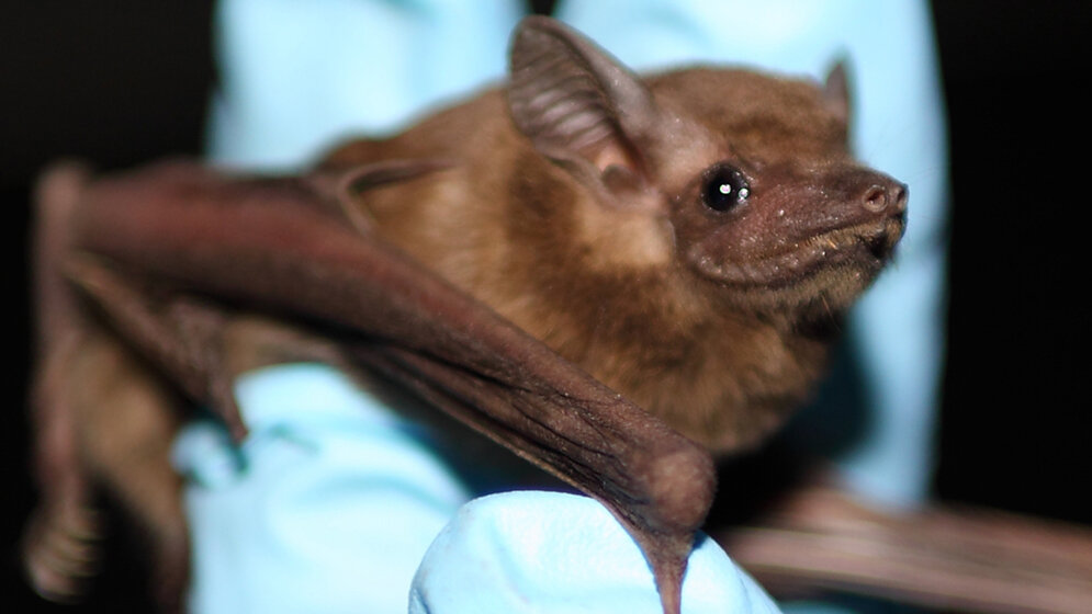 Fledermaus_Coleura_afra_Foto_Victor_M_CormanInstitut_fuer_Virologie_Bonn_25052016.jpg Die Fledermausart Coleura afra lebt in Höhlen.