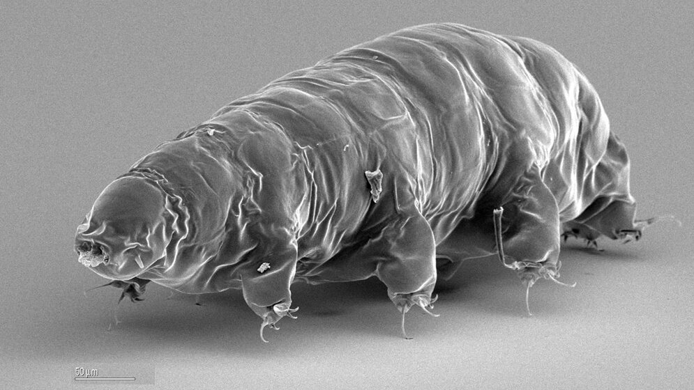 Baertierchen_Foto_Uni_Stuttgart.jpg Bärtierchen