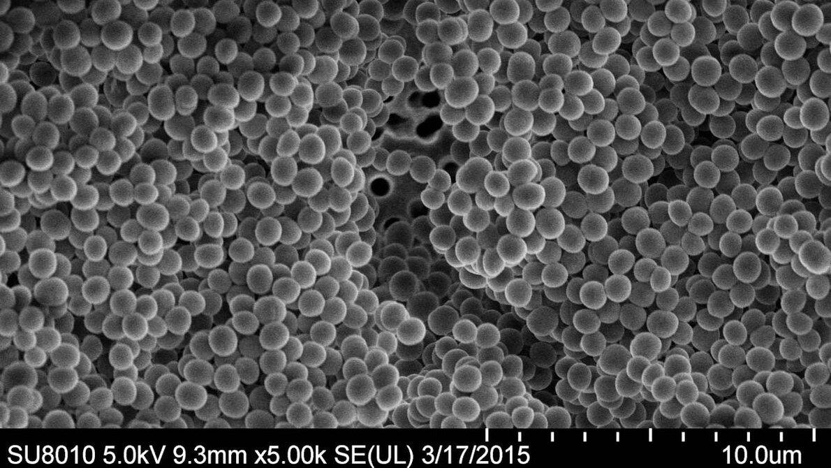 MRSA_AdobeStock_263057232_edited.jpg MRSA Staphylococcus aureus Biofilm