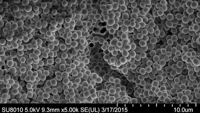 MRSA_AdobeStock_263057232_edited.jpg MRSA Staphylococcus aureus Biofilm