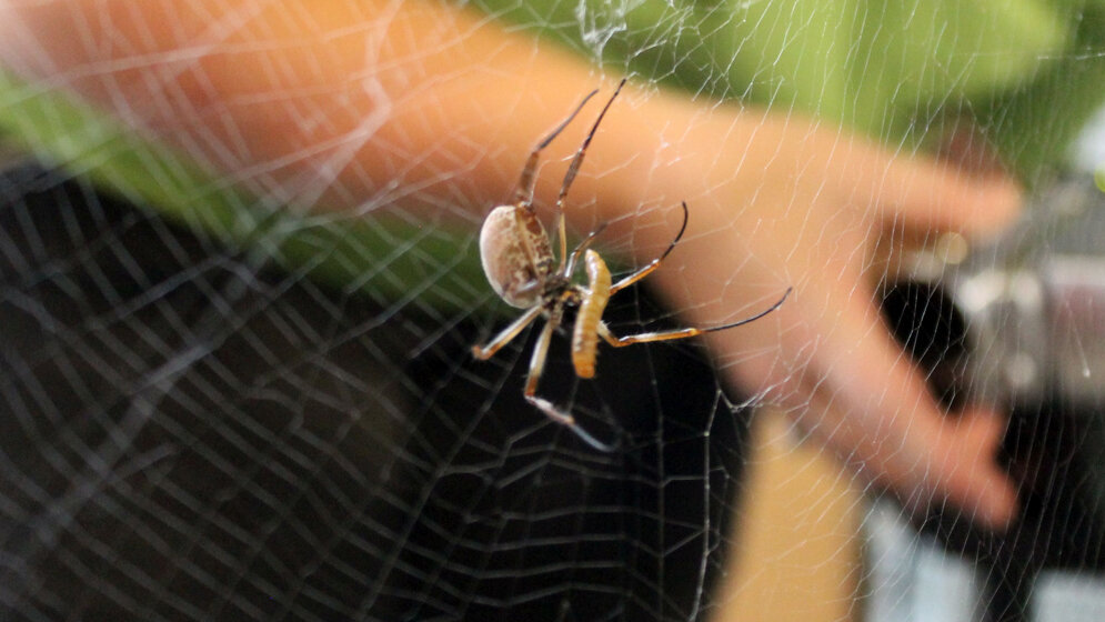 Spinnenseide_ist_Schluessel_Wiederherstellung_von_Herzgewebe_UniBayreuth.jpg Spinnenseide