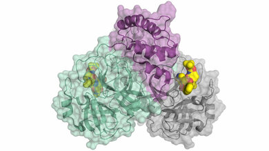 Schematische_Darstellung_der_Coronavirus_Protease_HZB.jpg Coronavirus-Protease