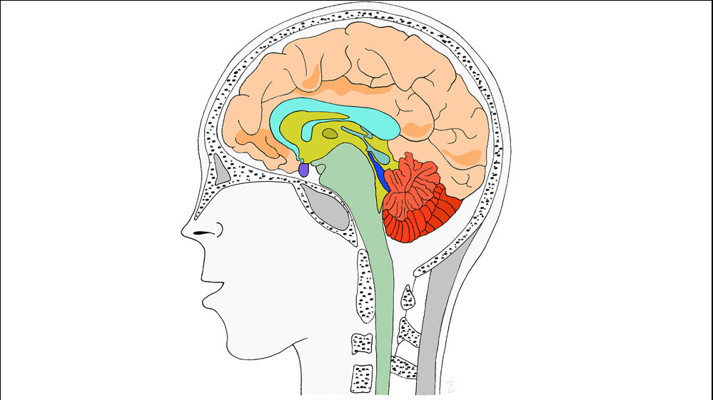Gehirn_von_Lars_Ebbersmeyer_Eigenes_Werk_CC_BY_SA_3_0_via_Wikimedia_Commons_12042016.jpg Gehirn