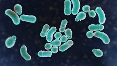 Malassezia-Hefen (Teil 1) Titelbild des Fachbeitrags über Malassezia-Hefen