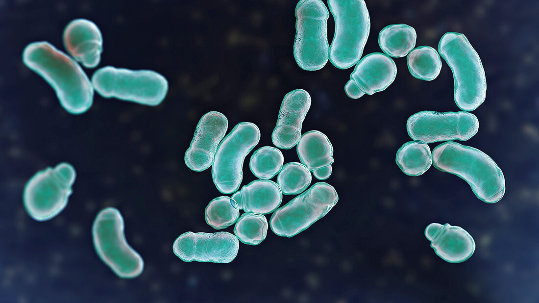 Malassezia-Hefen (Teil 1) Titelbild des Fachbeitrags über Malassezia-Hefen