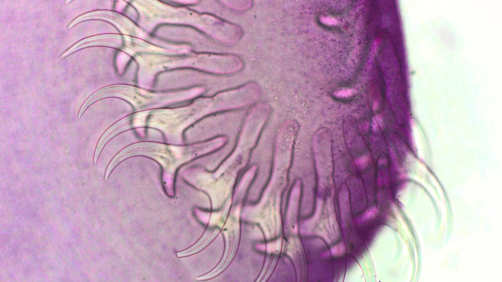 Gefaerbter_Kopf_doppelter_Hakenkranz_Bandwurm_Taenia_species_Leibniz_IZW_Lesniak.jpg Bandwurm Taenia species