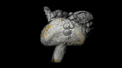 3D_Modell_des_Proventrikulus_Bild_Lehrstuhl_Zoologie_I_eLife.jpg 3D-Modell des Proventrikulus