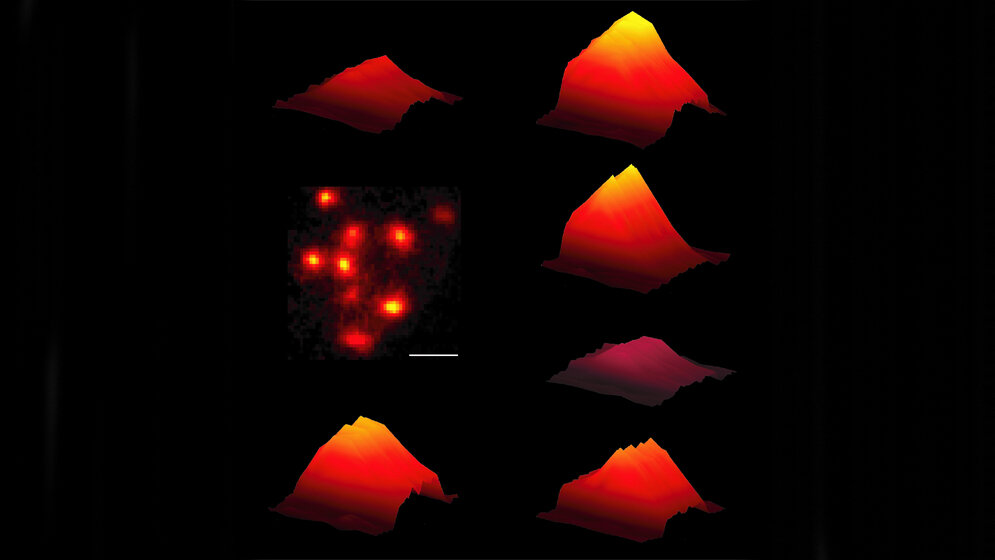 Ca2_plus_Signale_von_Haarzellsynapsen_Thomas_Frank_29072016.jpg Ca2+-Signale von Haarzellsynapsen der Maus