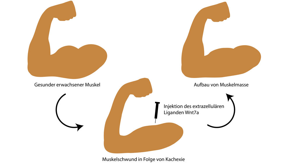 Der_Botenstoff_Wnt7a_hat_eine_Doppelfunktion_bei_Krebskachexie_Quelle_Magdalena_Voll_FLI.jpg Krebskachexie