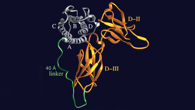 Designer_Molekül_Hyper_IL_6_S_Rose_John_Uni_Kiel.jpg Designer-Molekül “Hyper-IL-6”