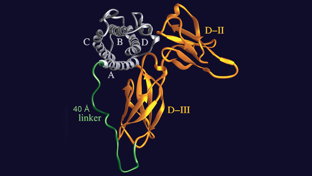 Designer_Molekül_Hyper_IL_6_S_Rose_John_Uni_Kiel.jpg Designer-Molekül “Hyper-IL-6”
