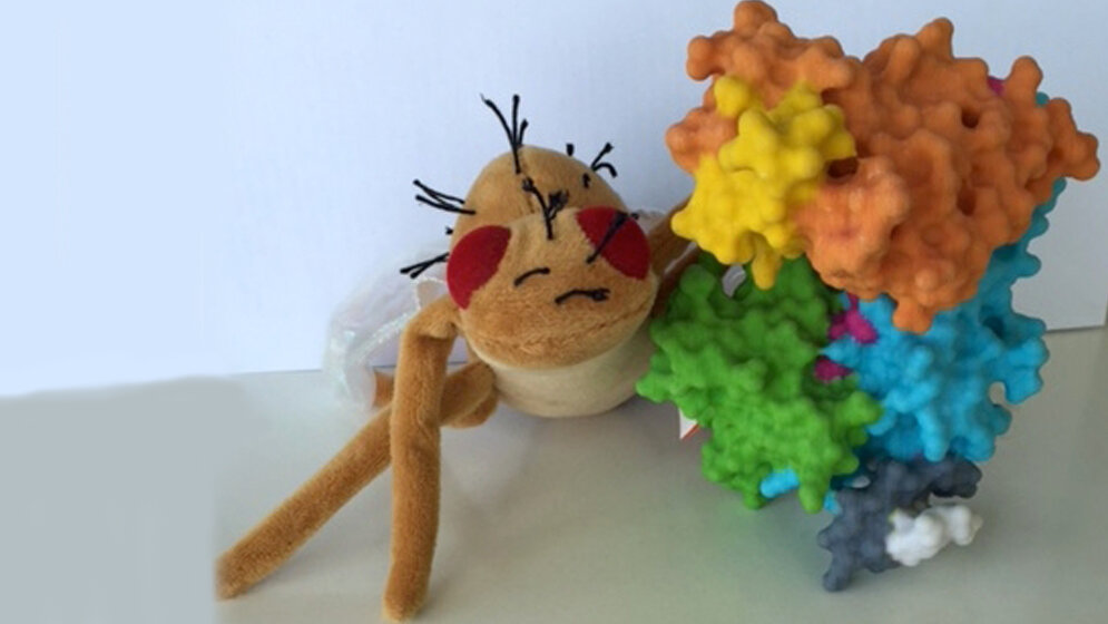 Modell_des_Proteinkomplexes_Drosophila_melanogaster_Uni_Hohenheim_Dr_Dieter_Maier.jpg Modell des neu entschlüsselten Proteinkomplexes