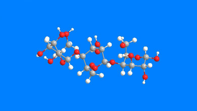 Immunantwort_gegen_Pneumokokken_Benjamin_Schumann_MPI_Kolloid_und_Grenzflaechenforschung.jpg Immunantwort gegen Pneumokokken
