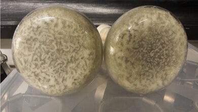 Kultur_des_endophytischen_Pilzes_Mucor_irregularis_Linda_Wiegand_HHU.jpg Kultur des endophytischen Pilzes Mucor irregularis.