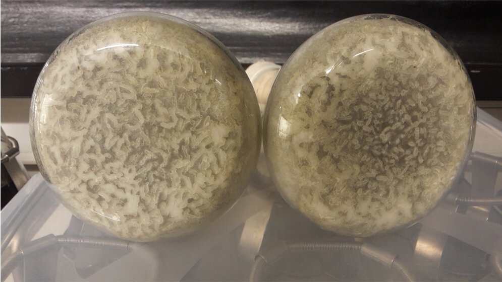 Kultur_des_endophytischen_Pilzes_Mucor_irregularis_Linda_Wiegand_HHU.jpg Kultur des endophytischen Pilzes Mucor irregularis.