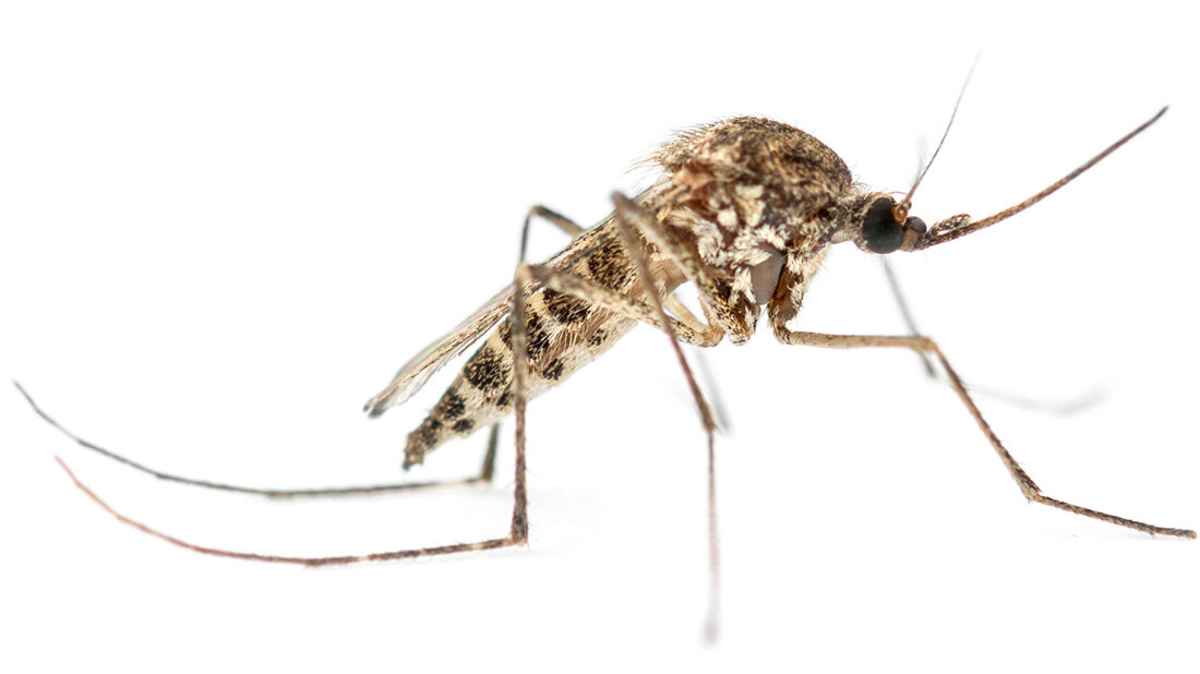 Asiatische_Tigermuecke_Chikungunya.jpg Viruskrankheit Chikungunya: Erster Impfstoff kurz vor der Zulassung