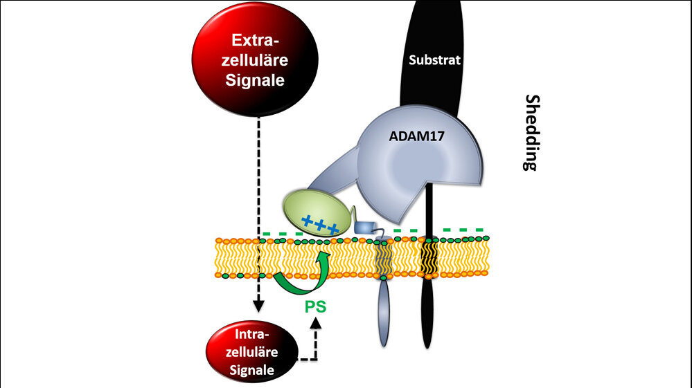 Extrazellulaere_Signale_Grafik_Dr_Anselm_Sommer_01062016.jpg Extrazelluläre Signale