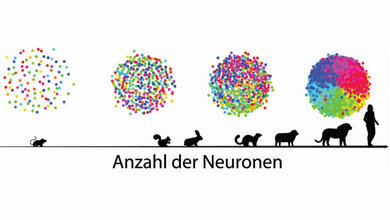Simulationen_zeigen_wie_mit_einer_zunehmenden_Anzahl_Neurone_Frankfurt_Institute_for_Advanced_Studies.jpg Neurone