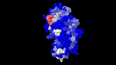 3_D_Kalottenmodell_eines_Sojaantigens_Fraunhofer_IZI_02092016.jpg 3-D Kalottenmodell eines Sojaantigens
