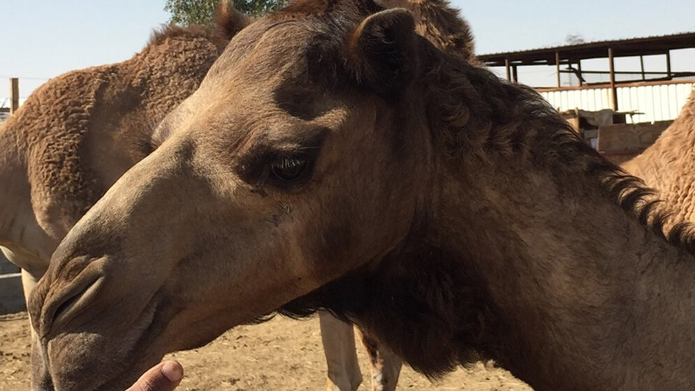 Erkaeltungsviren_Ursprung_in_Kamelen_Uniklinik_Bonn_Drosten_17082016.jpg Erkältungsviren haben ihren Ursprung in Kamelen.