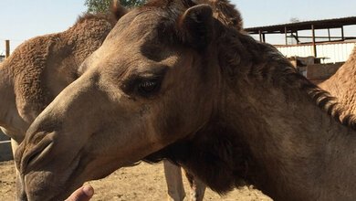 Erkaeltungsviren_Ursprung_in_Kamelen_Uniklinik_Bonn_Drosten_17082016.jpg Erkältungsviren haben ihren Ursprung in Kamelen.
